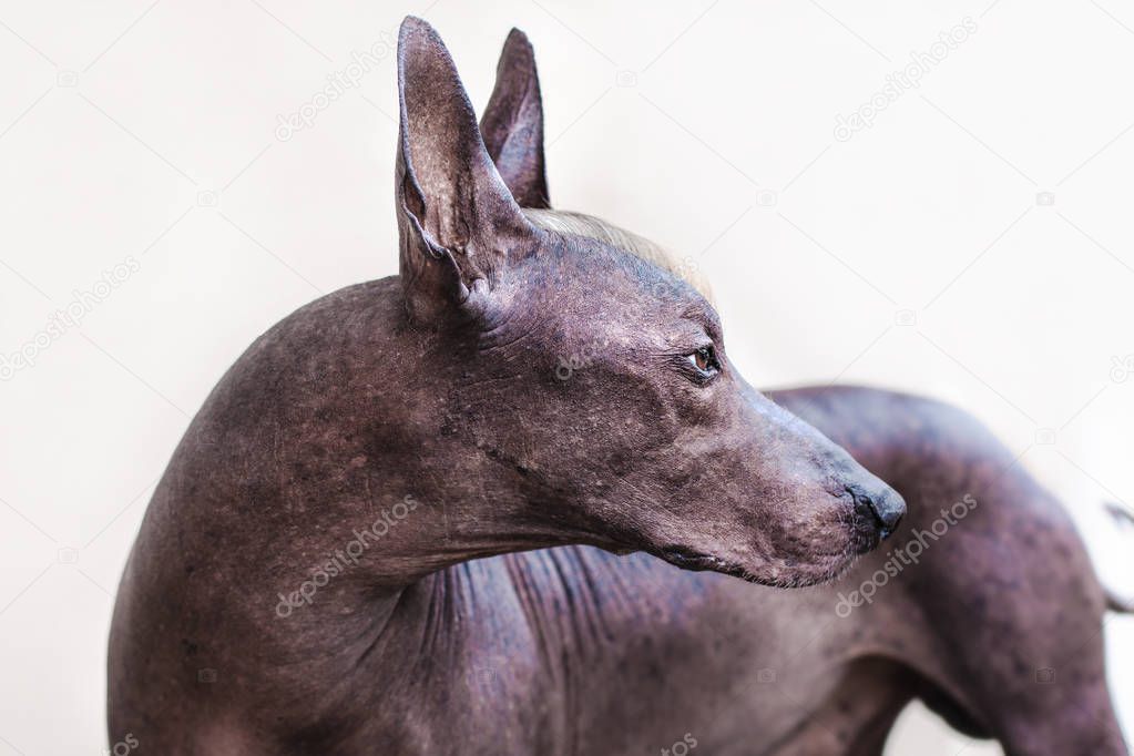 The head of old dog Xolotizcuintle breed (Mexican Hairless Dog), of standard size, with red and white mohawk. Beautiful, clever and calm look, hairless skin of bronze color, ears up. Some age spots are visible on the skin. Copy space. Outdoors