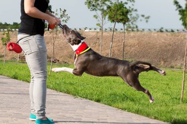 Amerikan Stafford Terrier köpek halat onun sahibi - siyah saçlı giyen ile kadın rahat (mavi kot pantolon ve siyah bluz) ile oynuyor. Açık, güneşli bir gün. Funne oyunları ile etkin köpek.