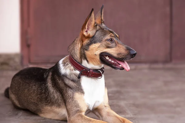 Kabul edilen güzel kırma (önceki sokak köpeği) ile kahverengi deri yaka, dil dışında kahverengi ev kapısının önünde yalnız bırakır. Açık, sıcak bir gün, yakın.