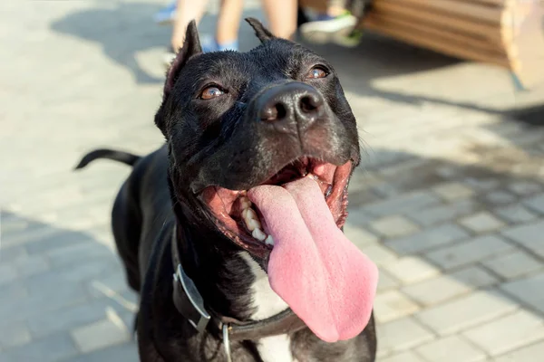 Kahverengi ve beyaz kahverengi deri yaka, dil içinde köpek komik portrain ile Amerikan Pitbull terrier oturuyor gülümseyerek. Dışarıda, güneşli bir gün 