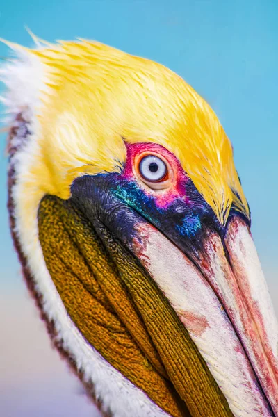 Una Cabeza Pelican Playa Varadero Cuba Aire Libre Mar Azul —  Fotos de Stock