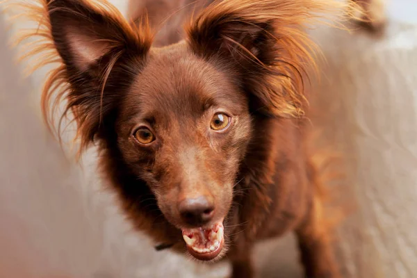 Kafa ve yüz (namlu) küçük kırmızı (çikolata) köpek (köpek) kırmızı burun ve sarı gözler, kulak. Açık, yakın çekim, güneşli bir gün. Belgili tanımlık köpek--dan sığınak, kaydedilen ve kabul.