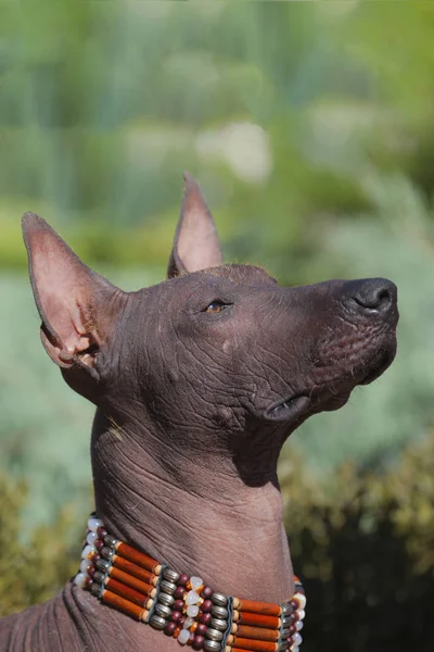 Head Xoloitzcuintle Dog Mexican Hairless Dog Hand Made Collar Indian — Stock Photo, Image