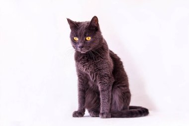 Britanya ile ilgili stenografi kedi, gri, beyaz bir arka plan üzerinde oturur stüdyo, ayrı tut, yakın kopya alanı,.