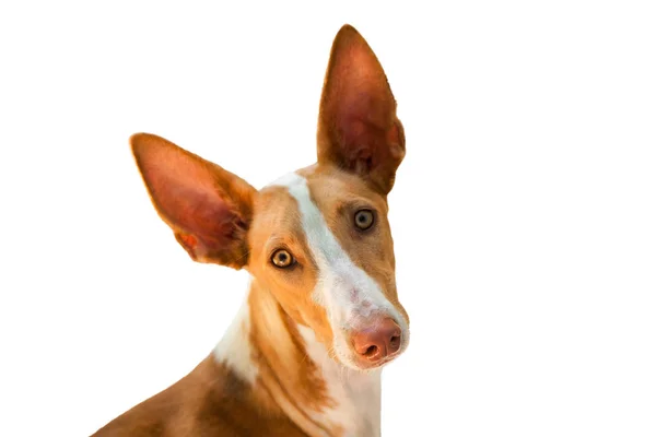 Köpek Podenco Canario (Podengo Portekizce) doğurmak, kırmızı ve beyaz, izole, yakın çekim Başkanı. Kopya alanı.