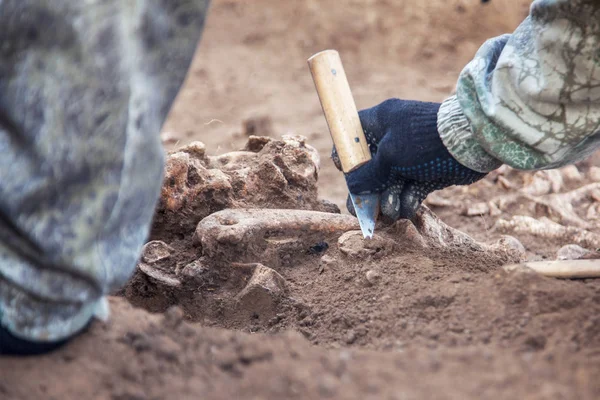 Wykopaliska Archeologiczne Ręce Archeolog Narzędzia Prowadzą Badania Ludzkich Kości Częścią — Zdjęcie stockowe