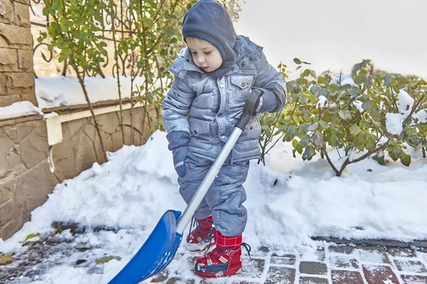 Little caucasian boy shovels snow in the yard with beautiful snowy rose bushes. Child with shovel plays outdoors in winter. Children hepling, family duties, right behavior, good upbringing.
