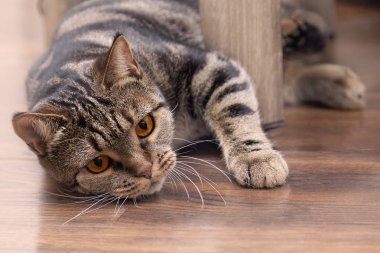 Bir şey için avcılık sandalye, arkasından İngiliz kısa saç cins kedi parlak sarı gözlü iletiye göz atar. Tebby renk, kapalı. Şirin kedi evde, aile evde beslenen hayvan. Uzay kopyalayın, yakın çekim.