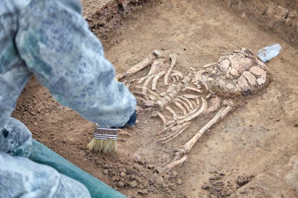 고고학 발굴입니다 브러쉬 지상에서 뼈대의 일부에 실시와 고고학자의 프로세스의 이미지를 — 스톡 사진