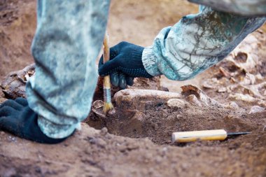 Archaeological excavation. The hands of archaeologist with tools conducting research on human bones, part of skeleton from the ground. Close up image of real process of digger.  clipart