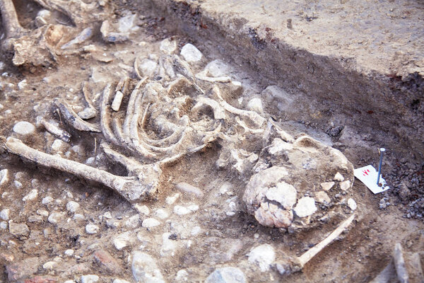 Archaeological excavations. Human remains (bones, skeleton, skull) in the ground in the tomb. Real digger process. Outdoors, copy space, close up.      