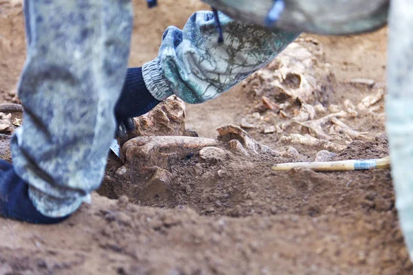 Arkeolojik Kazı Arkeolog Insan Kemikleri Yerden Iskelet Parçası Araştırma Araçları — Stok fotoğraf