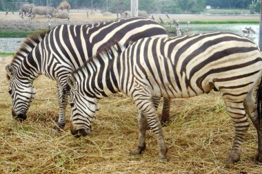 Zebralar (Equus bayağı) haulm, gergedan, deve ve büyük kuşlar üzerinde arka plan yeme çifti. Doğal koşullarda açık hayvanat bahçesi hayvanlar. Tayland. Kopya alanı.                                       