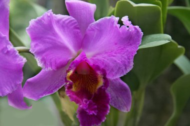 Güzel leylak Pembe orkide yaprakları yeşil zemin üzerine. Doğal koşulları. Yakın alan kadar açık havada, kopyalama.