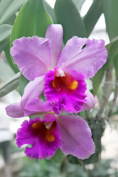 Vackra Lila Rosa Orkidéer Grön Bakgrund Bladen Naturliga Förhållanden Nära — Stockfoto