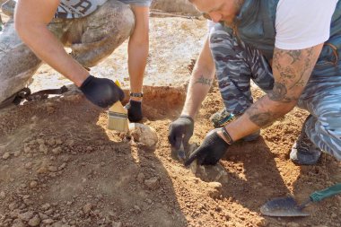 Archaeological excavations. Two archaeologists with tools conducting research on human bones on the ground tomb. Real process of digger. Outdoors, copy space. clipart