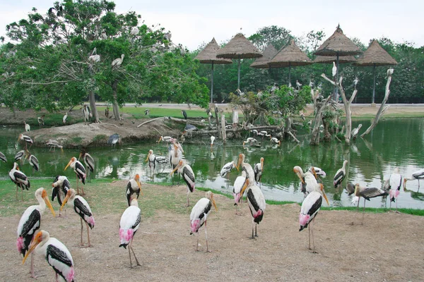 Rebanho Flamingos Cor Rosa Lago Jardim Zoológico Natural Livre Tailândia — Fotografia de Stock