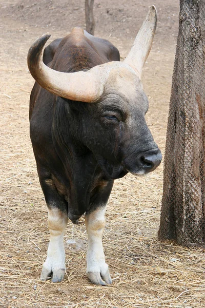 Close Retrato Buffalo Macho Com Grandes Chifres Marrom Branco Bonito — Fotografia de Stock