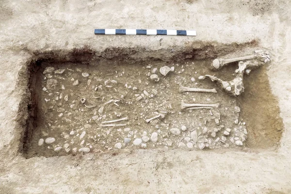 Arkeolojik kazılar. İnsan (iskelet kemikleri) zemin mezar kalıntıları. Tahta ölçme. Gerçek kazıcı işlemi. Açık havada, uzay kopyalayın, yakın çekim.        