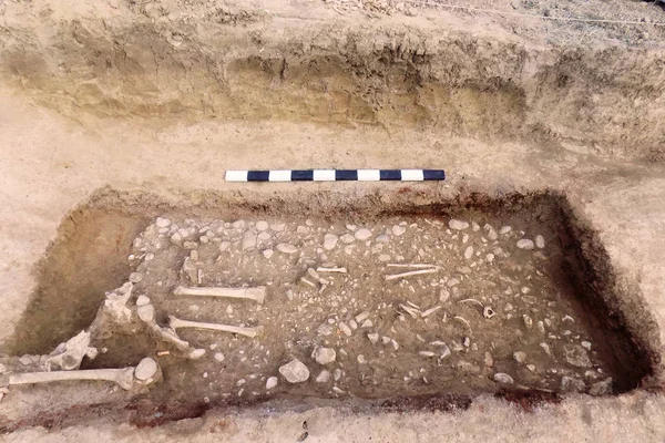 Arkeolojik kazılar. İnsan (iskelet kemikleri) zemin mezar kalıntıları. Tahta ölçme. Gerçek kazıcı işlemi. Açık havada, uzay kopyalayın, yakın çekim.       