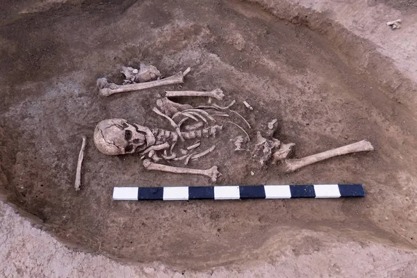 Escavações Arqueológicas Restos Humanos Ossos Esqueleto Crânios Túmulo Moído Verdadeiro — Fotografia de Stock