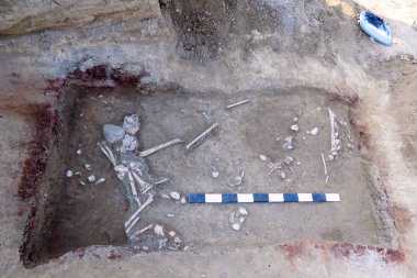 Arkeolojik kazılar. İnsan (iskelet kafatası kemikleri) zemin mezar kalıntıları. Gerçek kazıcı işlemi. Açık havada, uzay kopyalayın, yakın çekim. 