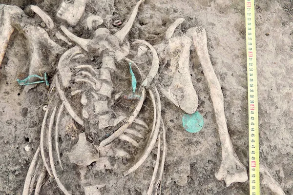 Arkeolojik kazılar. İnsan kalıntıları (iskelet kemikleri, kafatasları) mezar (aquamarine bijou, kolye, sözde bakır) bulunan eserler ile toprak. Gerçek kazıcı süreci. Açık havada, kopyalama alanı, yakın.      