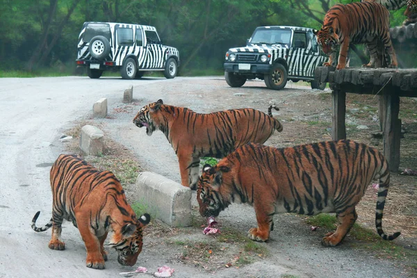 The big group of tigers in Thailand outdoor Zoo are fed with raw meat from the cars. Copy space.