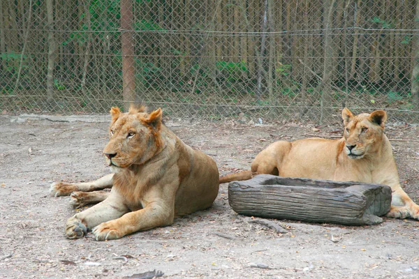 Pair of lions (females) laying on the ground in front of fence. Natural outdoor Zoo in Thailand. Scratched muzzle of mature Lion. Copy space.