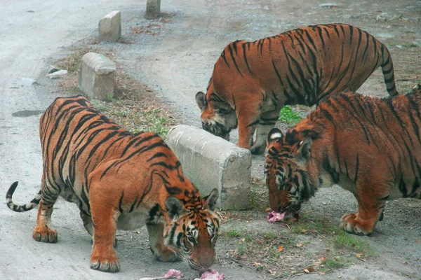 The group of tigers in Thailand outdoor Zoo are fed with raw meat from the cars. Copy space.