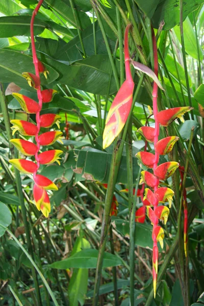 Heliconia Bihai Flower Red Palulu Bright Colourful Tropical Flowers Background — Stock Photo, Image