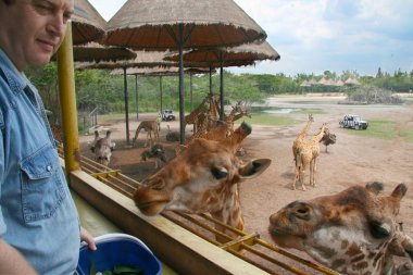 White mature caucasian man feeds giraffes in natural outdoor Zoo in Thailand. Big group of giraffes and ostrichs Emu on background. Two close up head of giraffes. Copy space.  clipart