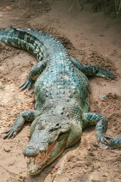 Büyük yetişkin timsah birçok theeth ile açık ağız ile kum üzerinde döşeme. Doğal açık Hayvanat Bahçesi, Tayland. Yukarı colose, alanı Kopyala.