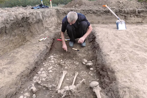 Arkeolojik kazı. Araştırma mezar, insan kemik, iskelet ve zemin kafamda parçası arkeolog bir kazıcı işlemde. El araçlarıyla. Yakın alan kadar açık havada, kopyalama.