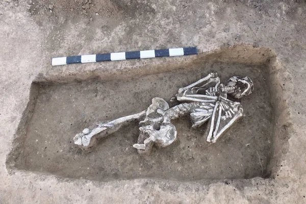 Fouilles Archéologiques Restes Humains Squelette Dans Sol Avec Planche Mesurer — Photo