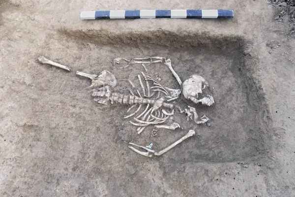 Escavações Arqueológicas Restos Humanos Ossos Esqueleto Chão Com Prancha Medida — Fotografia de Stock