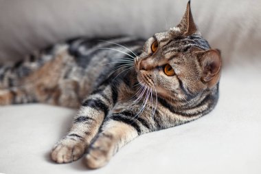 Parlak sarı gözleri lais dil ile pençe sızıntı bej kanepe ile İngiliz kısa saç kedi. Tebby renk ute kedi evde. Kapalı, uzay kopyalayın, yakın çekim.