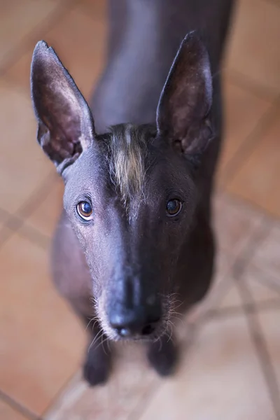 Close Portrait Adult Xolotizcuintle Dog Mexican Hairless Male Standard Size — Stock Photo, Image