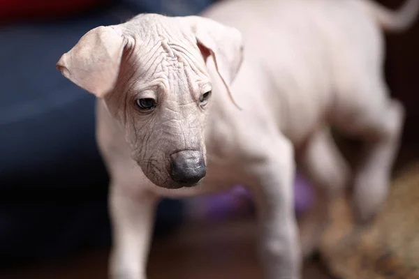 Der Zwei Monate Alte Welpe Seltener Rasse Xoloitzcuintle Oder Mexikanischer — Stockfoto