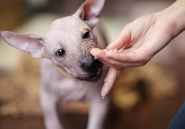 Nadir Doğurmak Xoloitzcuintle Meksika Hairless Köpek Standart Boyut Iki Yaşlı — Stok fotoğraf