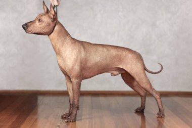 Yetişkin Xolotizcuintle köpek (Meksika Hairless), erkek standart ölçü gösteri eğitim hanlder ile ayakta portresi. Zeki bakışla güzel köpek. Kapalı, alanı Kopyala.