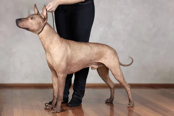 Portrait of standing adult Xolotizcuintle dog (Mexican Hairless), male standard size in show training with hanlder. Beautiful dog with with clever look. Indoors, copy space.