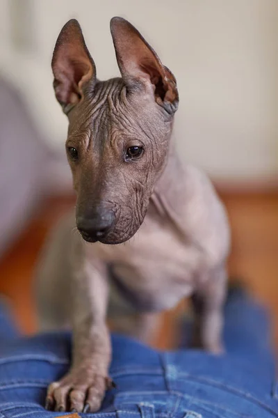 Der Zwei Monate Alte Welpe Seltener Rasse Xoloitzcuintle Oder Mexikanischer — Stockfoto