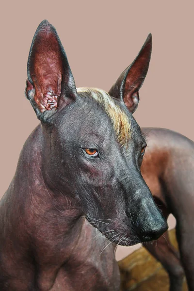 Retrato Cerca Del Perro Adulto Xolotizcuintle Mexican Hairless Tamaño Estándar — Foto de Stock