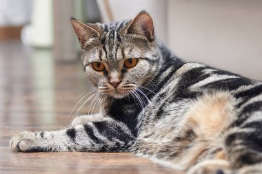 Parlak sarı gözleri lais yerdeki İngiliz kısa saç kediyle. Tebby renk sevimli kedi evde. Kapalı, uzay kopyalayın, yakın çekim.