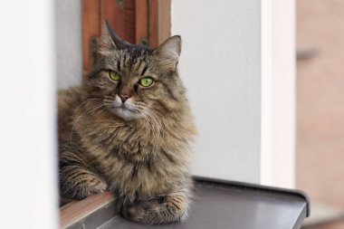 Tebby renk lais pencereden penceresinden, evin, büyük, tüylü ve aşırı yüklenmiş üst kat üzerinde uzun saçlı Siberian kedi. Etkileyici ciddi göz, yeşil gözler. Bizim evde hayvan. Yakın alan kadar açık havada, kopyalama.