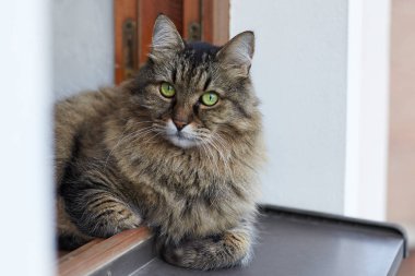 Tebby renk lais pencereden penceresinden, evin, büyük, tüylü ve aşırı yüklenmiş üst kat üzerinde uzun saçlı Siberian kedi. Etkileyici ciddi göz, yeşil gözler. Bizim evde hayvan. Yakın alan kadar açık havada, kopyalama.