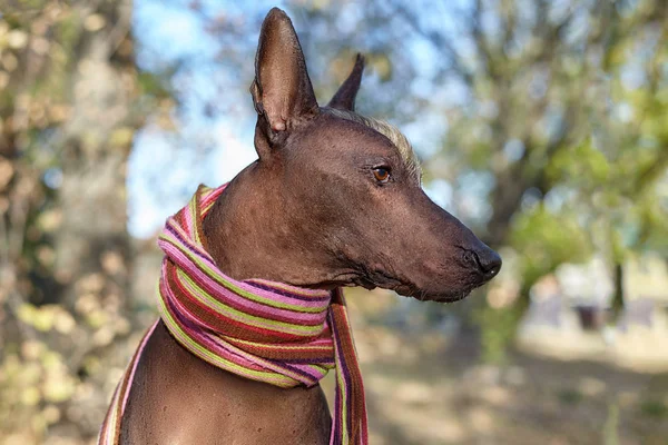 The head of Xoloitzcuintle dog (Mexican Hairless dog breed) in bright stripped scarf on the autumn/fall background. Outdoors, close-up portrait of adult dog of big (standard) size. Copy space