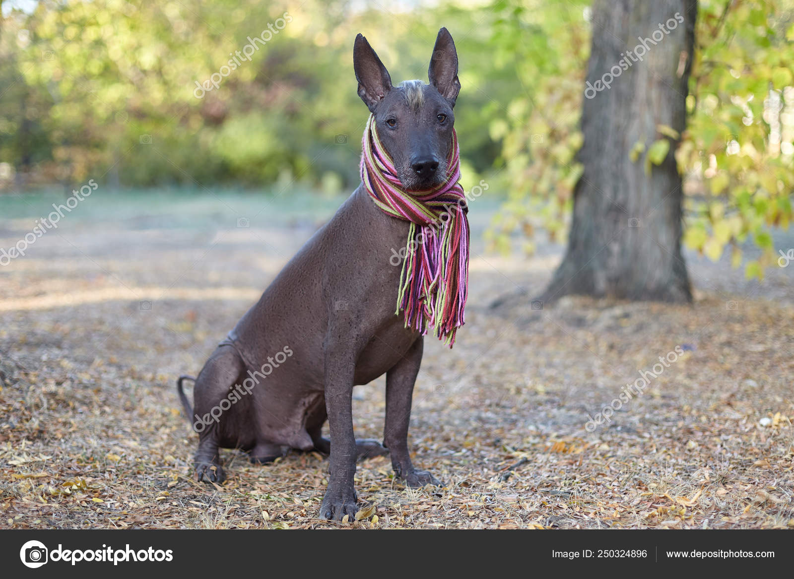 How Much Is A Xoloitzcuintli Dog
