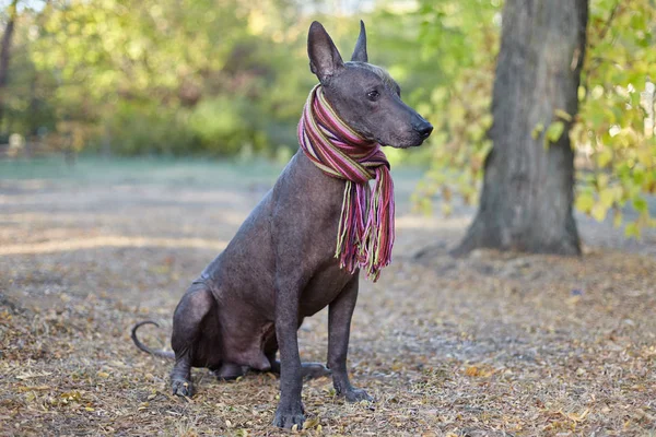 Xoloitzcuintle 墨西哥无毛狗品种 在明亮的剥离围巾上的秋天的背景 大小的成年狗的特写镜头 复制空间 — 图库照片